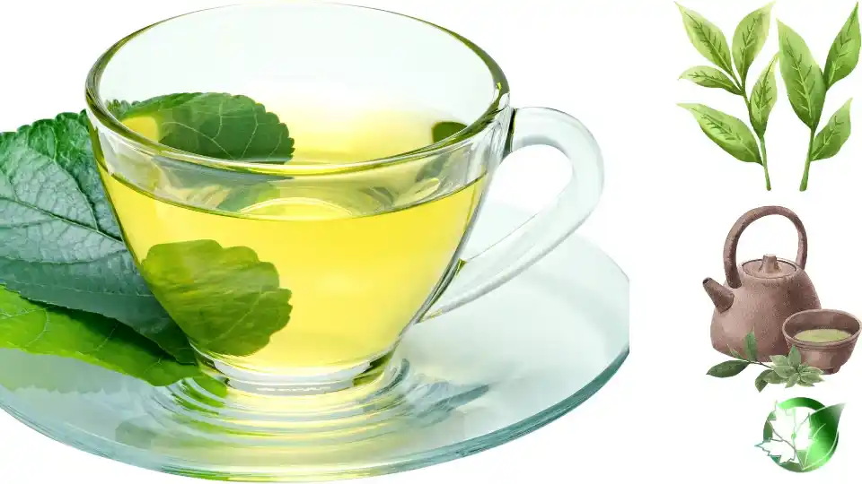 Wholesale packaging for Green Tea can be planned for retail distribution, professional kitchens, store-brand, or production-line distribution.